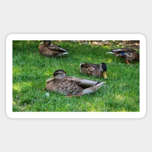 Ducks Resting On The Grass Under a Tree Sticker